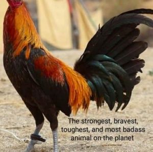 Meet your Posher, Christopher